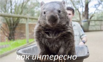 Нога оторвали