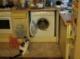 10 самых правильных пород кошек