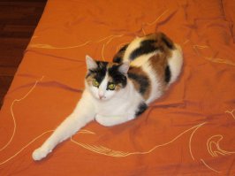 10 самых правильных пород кошек