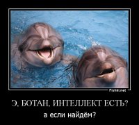 Индия признала дельфинов личностями и запретила дельфинарии