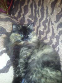 позитивно!
Вот моя "муха" - то же сидела на улице