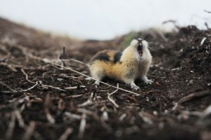 Про леммингов забыли.                                                      Время от времени норвежские лемминги собираются несметными полчищами и в едином истерическом порыве пускаются в далекий поход, который зачастую заканчивается их массовой гибелью в море. Однако все байки о некоем самоубийственном психозе - не более чем досужие выдумки.

В урожайные годы лемминги плодятся в неимоверных количествах, и по мере роста популяции запасы кормов в данной местности истощаются. Вот тогда грызуны и снимаются с насиженных мест, направляясь обычно с гор в леса. По пути в бродячую стаю вливаются все новые зверьки, чему порой способствует рельеф местности - к примеру, слияния рек. В какой-то момент лемминги впадают в панику, темп движения ускоряется, и стая неудержимо катится по городским улицам, переплывает через реки, пока, наконец, не сваливается с обрыва в море.

Массовые миграции, возможно, вызваны поисками новых, богатых кормами мест, однако, по мнению ряда специалистов, к этому леммингов побуждает перенаселенность: они не выносят близкого соседства с родичами.