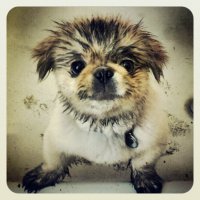 37 самых милых детенышей животных 2014 года