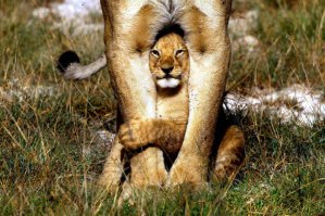 37 самых милых детенышей животных 2014 года