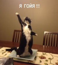 Прикольные картинки с надписями