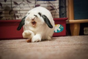 Симпатичные зверушки