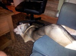 Симпатичные зверушки