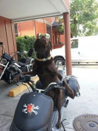 Симпатичные зверушки