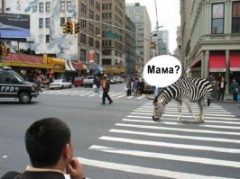 Прикольные картинки с надписями