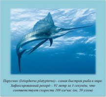 Факты в картинках 