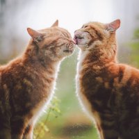 Уникальный кот