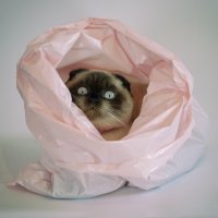 Идеальные места для отдыха по версии котиков