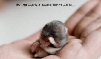 Просто смешные картинки с подписями 