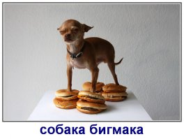 28 собак, поведение которых не поддается объяснению
