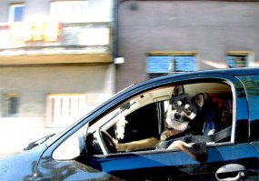 33 фотоиллюзии, которые случились с собаками  