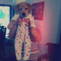 28 собак, поведение которых не поддается объяснению