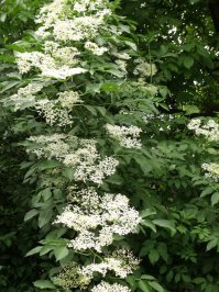 Так цветёт БУЗИНА