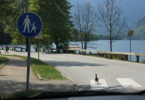 Подборка автоприколов. Часть 210