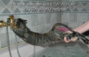 33 животных, попавших в ловушку 
