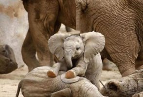 30 веселых фотографий с животными