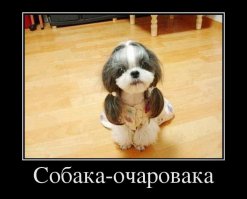Подборка  демотиваторов