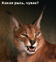 Только там, похоже, не рысята, а каракалы.