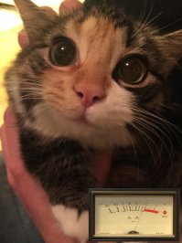 Без кота и жизнь не та!