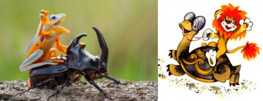 Лягушка оседлала жука-носорога