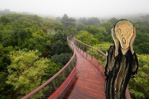 Эта подвесная тропинка в Кейптауне позволяет прогуляться над деревьями