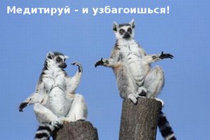 30 веселых фотографий с животными