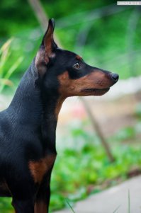 Я у друзей собачачья сиделка. Они в отпуск, я к ним перебираюсь. Эту жопу же не только кормить надо, но и выгуливать два раза в день. Но он клёвый. Так радуется, когда с работы возвращаюсь. Жалко такого в питомник сдавать.