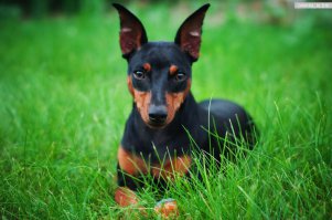 Я у друзей собачачья сиделка. Они в отпуск, я к ним перебираюсь. Эту жопу же не только кормить надо, но и выгуливать два раза в день. Но он клёвый. Так радуется, когда с работы возвращаюсь. Жалко такого в питомник сдавать.