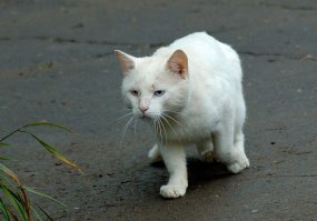 "на фотке реальный котяра бандит !!!"
Наш местный бандитос.