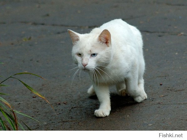 "на фотке реальный котяра бандит !!!"
Наш местный бандитос.