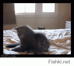 Кот на охоте