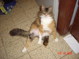 Моя. Почти слепая и трехлапая.