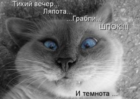 Милейшие косоглазые коты, чей изъян делает их уникальными