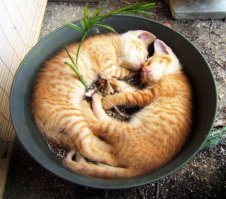 20 кошек, которым действительно нужны выходные