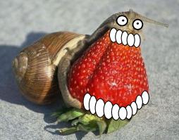 Ловите улитыча