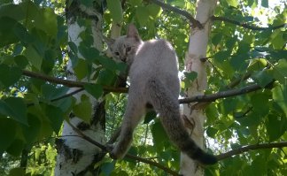 "Найди кота".) Моя кошатина в полевых условиях.