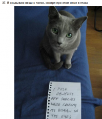 Мелочёвка со столов улетает только так) А если кружку поставить близко к краю... А коту просто прикольно от того, как кружка бухается на пол))