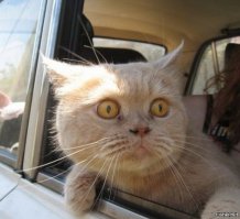 Котэ прямоходящий