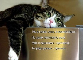 Как ведут себя коты, когда хозяева громко слушают музыку! 