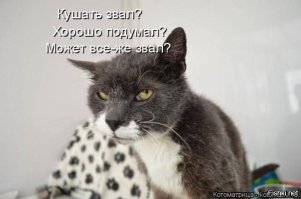 Темная сторона котов