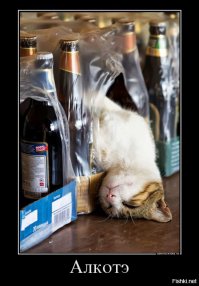 20 открыток с истинными мыслями замурчательных котов