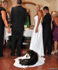 21 собака, знающая, как поудобнее устроиться на диване 