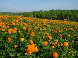 А вот наш ковёр