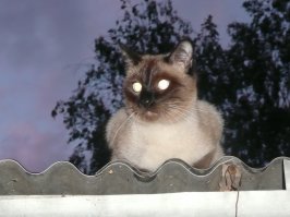 Тише,мыши-кот на крыше!