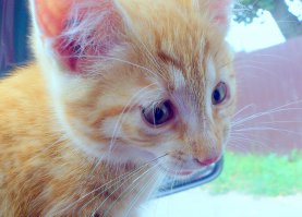 Унылый Скотя