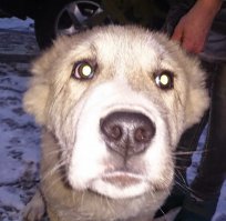 Недавно пригласили посмотреть щеночка.Хороший парень,только судьба у него будет нелёгкая.Или посадят на глухую цепь,или попытаются от него избавится тем или иным способом.Хотелось бы ошибиться,но вряд ли..